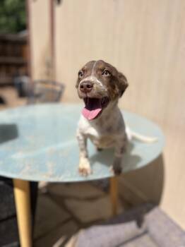 Viola -  Dachshund and Chihuahua Dog Available for Adoption in Fort Collins, Colorado - Viola | PetCurious