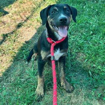 Peg -  Boxer and Mixed Breed Dog for Adoption in Smithville, Tennessee - Peg | PetCurious