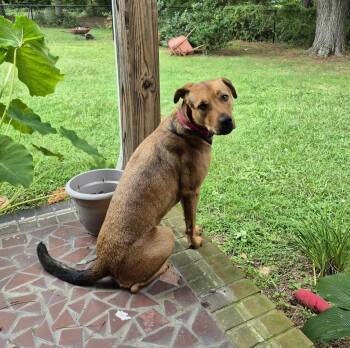 Rescue Shepherd Dogs for Adoption in Zuni, Virginia - Mollie | PetCurious