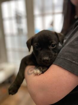 Catahoula Leopard Dog and Mastiff Dogs Available for Adoption in Union Grove, Wisconsin - Pippa | PetCurious