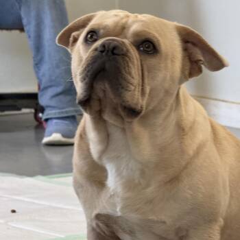 Hudson -  French Bulldog Dog for Adoption in Oak Bluffs, Massachusetts - Hudson | PetCurious