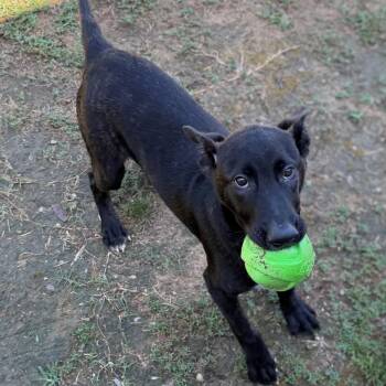 Tank -  Shepherd Dog for Adoption - Tank | PetCurious