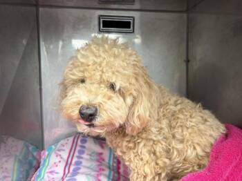 Poodle Dogs Available for Adoption in Lawrenceville, Georgia - Vc-13 Carmelo | PetCurious