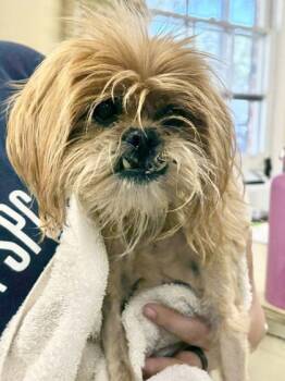 Rescue Shih Tzu and Mixed Breed Dogs for Adoption in New Orleans, Louisiana - Siouxsie Sioux | PetCurious