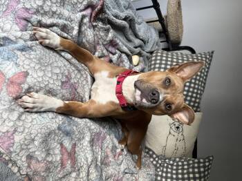 Pit Bull Terrier Dogs Available for Adoption in Roxbury Township, New Jersey - Mama Llama | PetCurious