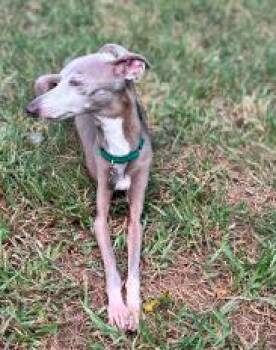 Rescue Italian Greyhound Dogs for Adoption in Argyle, Texas - Benedetto (Macaroni) - Katy - I Am Available For Adoption. | PetCurious