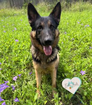 Private -  German Shepherd Dog Dog for Adoption in Brookshire, Texas - Private | PetCurious