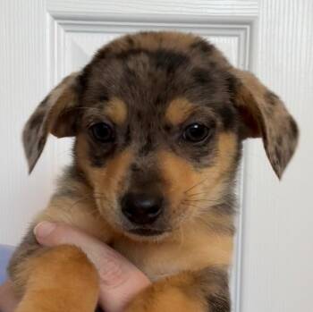 Dachshund and Chihuahua Dogs Available for Adoption - Nala | PetCurious