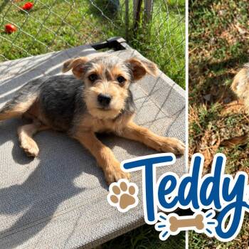 Teddy (in PA) -  Schnauzer and Feist Dog for Adoption in Huntsville, Alabama - Teddy (in PA) | PetCurious