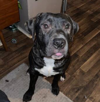 Big Man -  Cane Corso Dog for Adoption in Des Moines, Iowa - Big Man | PetCurious