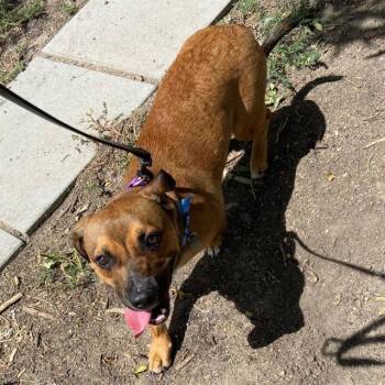 BISCUIT -  Cardigan Welsh Corgi and Mixed Breed Dog for Adoption in Aurora, Colorado - BISCUIT | PetCurious