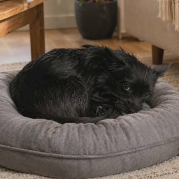 Cairn Terrier Dogs Available for Adoption in Park Row, Texas - Cinder | PetCurious