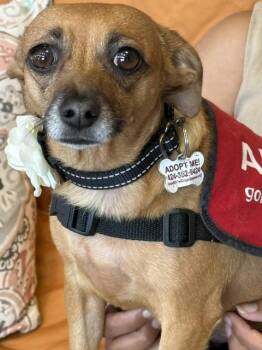 Marigold -  Chihuahua and Dachshund Dog for Adoption in Redondo Beach, California - Marigold | PetCurious