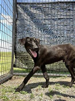 Rubel -  Labrador Retriever Dog for Adoption in Scott, Louisiana - Rubel | PetCurious