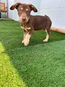 Brady -  Terrier and Mixed Breed Dog for Adoption in Paducah, Kentucky - Brady | PetCurious