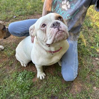 Zylah -  English Bulldog Dog for Adoption in Woodruff, South Carolina - Zylah | PetCurious