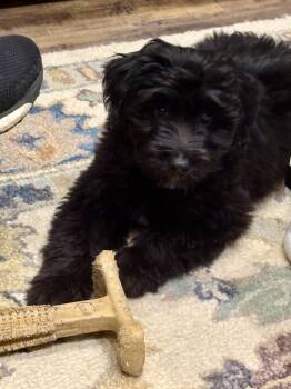 Benedict Pupperbatch -  Mixed Breed Dog for Adoption in Fruit Heights, Utah - Benedict Pupperbatch | PetCurious