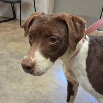 Mixed Breed Dogs Available for Adoption - 260116K082 - Lola | PetCurious