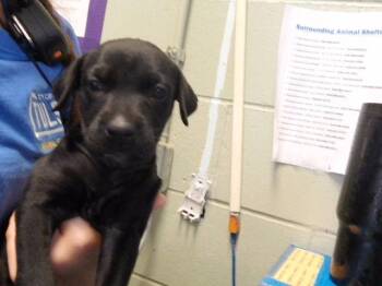 BERRY -  Pit Bull Terrier and Mixed Breed Dog for Adoption in Tulsa, Oklahoma - BERRY | PetCurious