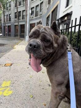 Leona -  Mixed Breed Dog for Adoption in New York, New York - Leona | PetCurious