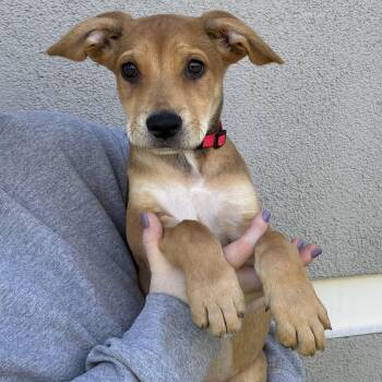 Stone -  Mixed Breed Dog for Adoption in Las Vegas, Nevada - Stone | PetCurious