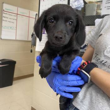 Sky -  Terrier and Black Labrador Retriever Dog for Adoption in Jacksboro, Tennessee - Sky | PetCurious