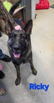 German Shepherd Dog Dogs Available for Adoption - Ricky | PetCurious
