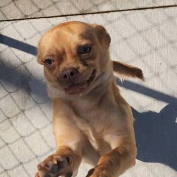 Ren -  Pug Dog for Adoption in Tama, Iowa - Ren | PetCurious