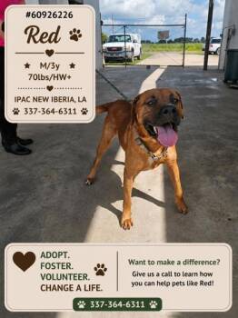 Red -  Hound Dog for Adoption in New Iberia, Louisiana - Red | PetCurious