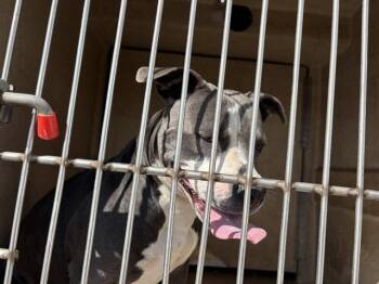 Staffordshire Bull Terrier Dogs Available for Adoption - A470811 | PetCurious