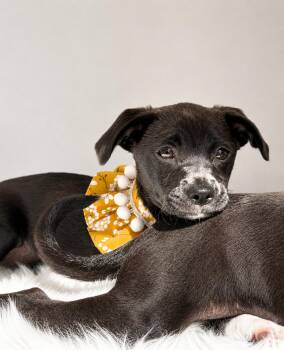Labrador Retriever Dogs Available for Adoption in Palo Alto, California - Sketch | PetCurious