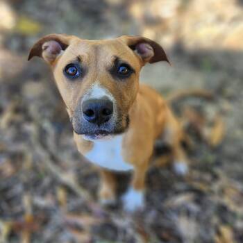 Rescue Pit Bull Terrier Dogs for Adoption in Minden, Louisiana - PUMPKIN | PetCurious