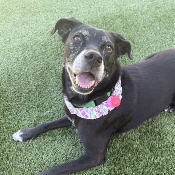 Jessica -  Labrador Retriever Dog for Adoption in Columbia, South Carolina - Jessica | PetCurious