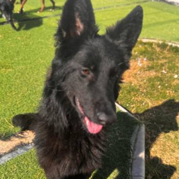 Kendall -  German Shepherd Dog Dog for Adoption in Toronto, Ontario - Kendall | PetCurious