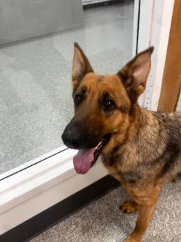 German Shepherd Dog Dogs Available for Adoption in Findlay, Ohio - Sadie | PetCurious