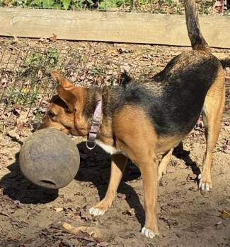 Rescue Shepherd and Australian Kelpie Dogs for Adoption in Washington, District Of Columbia - Zayla | PetCurious