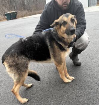 German Shepherd Dog Dogs Available for Adoption - Katie | PetCurious