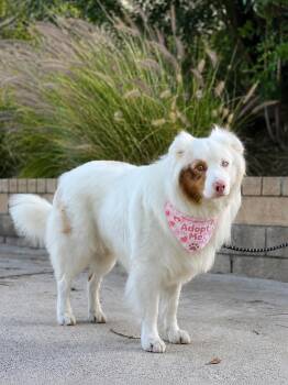 Australian Shepherd and Great Pyrenees Dogs Available for Adoption in Los Angeles, California - Max | PetCurious