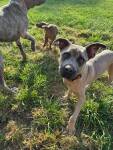 253 Available Cane Corso Dogs | PetCurious
