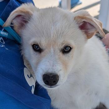 Shepherd Dogs Available for Adoption in Long Beach, California - Cricket | PetCurious
