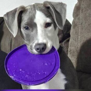 Border Collie and Yellow Labrador Retriever Dogs Available for Adoption in Festus, Missouri - Gravy - Wright City Litter _2 | PetCurious