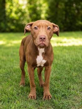 Pibbles -  Staffordshire Bull Terrier and Rottweiler Dog for Adoption in Chattanooga, Tennessee - Pibbles | PetCurious
