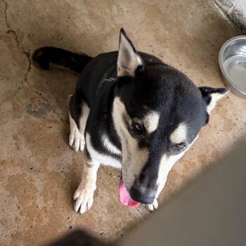 Carmelo -  Shepherd and Husky Dog for Adoption in Edinburg, Texas - Carmelo | PetCurious