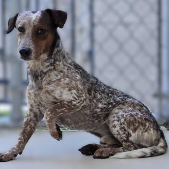 Dachshund Dogs Available for Adoption in Wickenburg, Arizona - Polyester | PetCurious