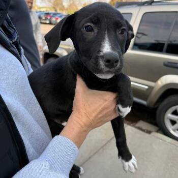 Shepherd Dogs Available for Adoption in Parker, Colorado - 542 (2026) Ally | PetCurious
