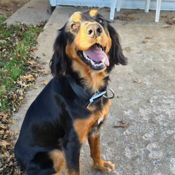 Rescue Gordon Setter Dogs for Adoption in Goltry, Oklahoma - May Lee | PetCurious