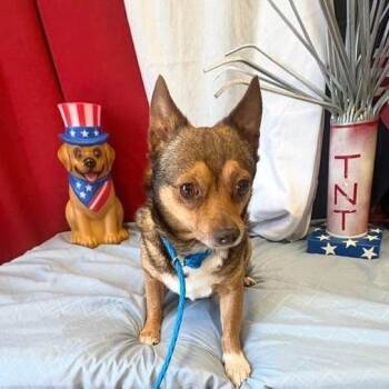 Duke -  Chihuahua Dog for Adoption in Olathe, Kansas - Duke | PetCurious