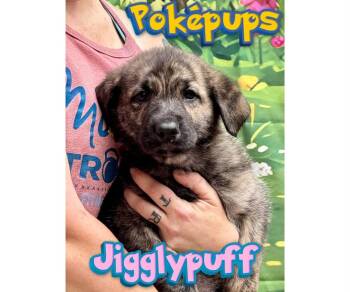 Jigglypuff -  Mixed Breed Dog Available for Adoption in Milton, Delaware - Jigglypuff | PetCurious