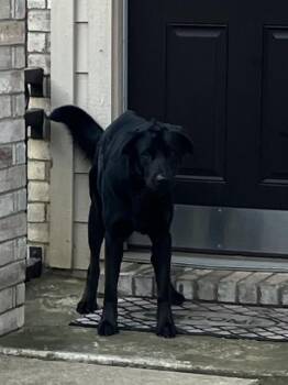 Mixed Breed Dogs Available for Adoption in Dallas, Texas - DAMON | PetCurious