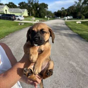 Parsley -  Black Mouth Cur and Beagle Dog for Adoption in Hobe Sound, Florida - Parsley | PetCurious